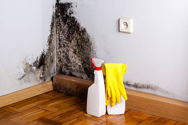 Best Kitchen Mold Remediation in Piney Mountain, VA
