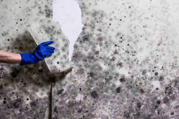Best Insurance-Related Mold Remediation in Piney Mountain, VA